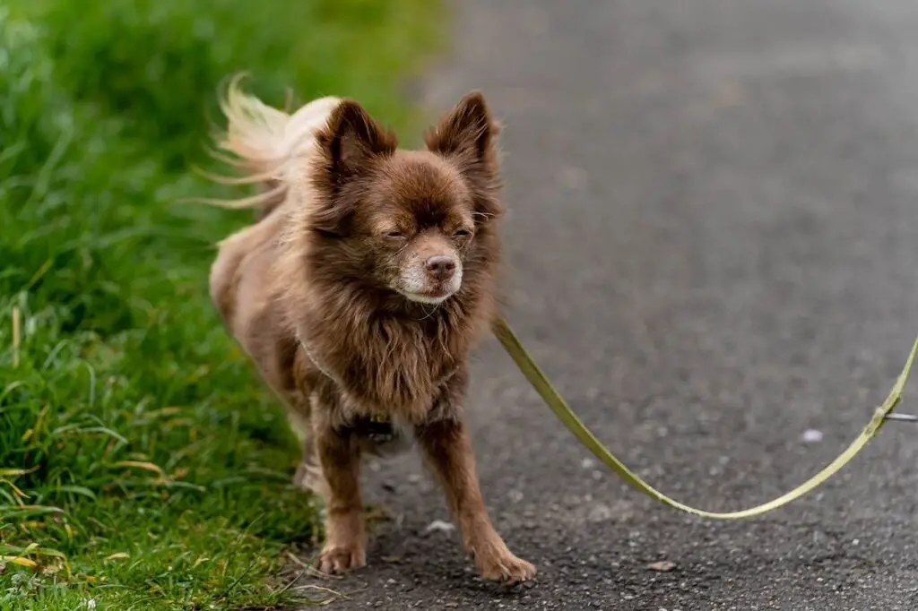 kleiner fuchsartiger Hund
