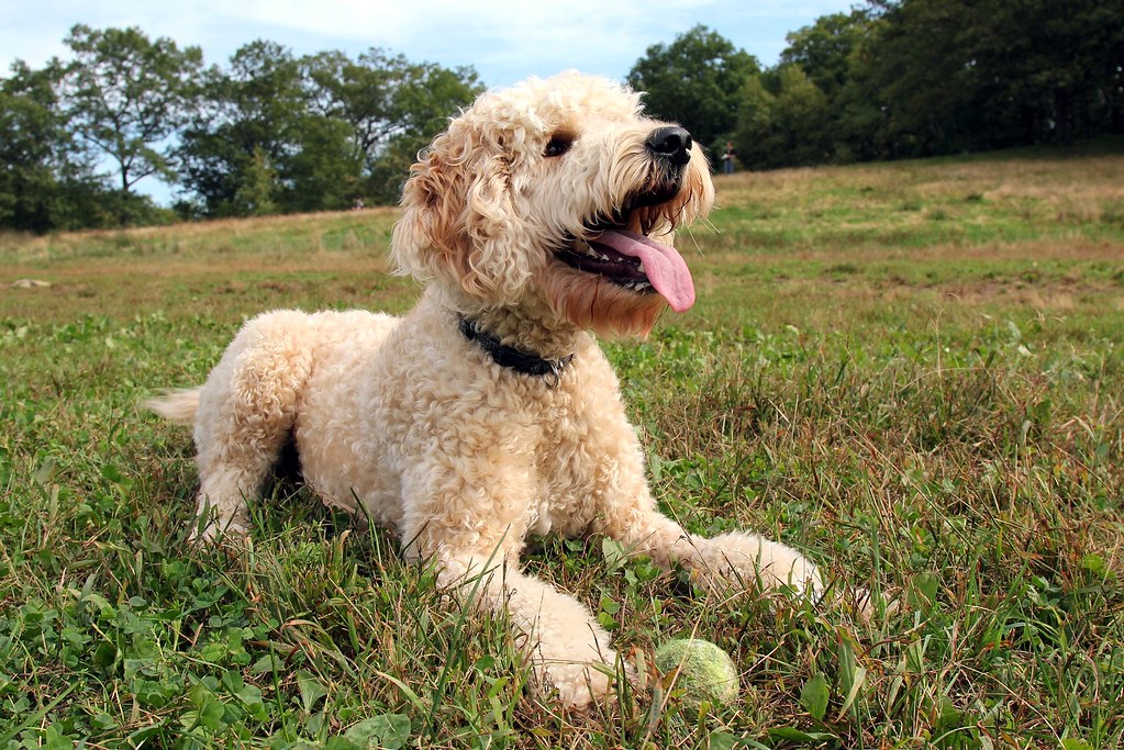 Perros goldenes Gekritzel