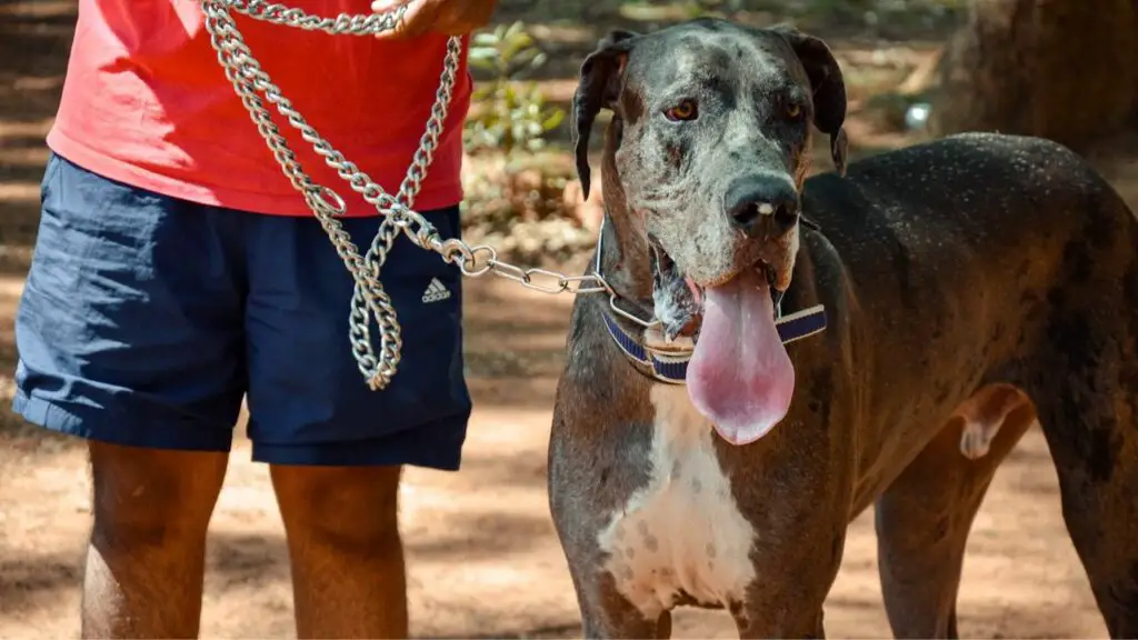   Hunde zur persönlichen Sicherheit