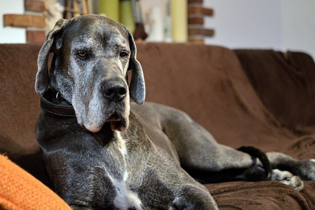 bester Wohnungswächterhund
