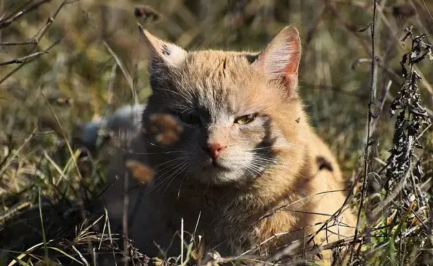 Haitianische Katzennamen