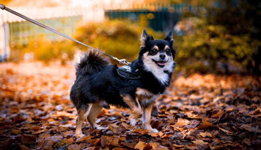 Healthiest Small Dog Breeds