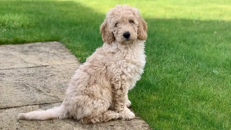 Miniatur-Labradoodle
