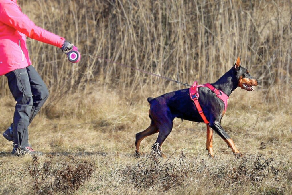 sind energiegeladene Dobermänner
