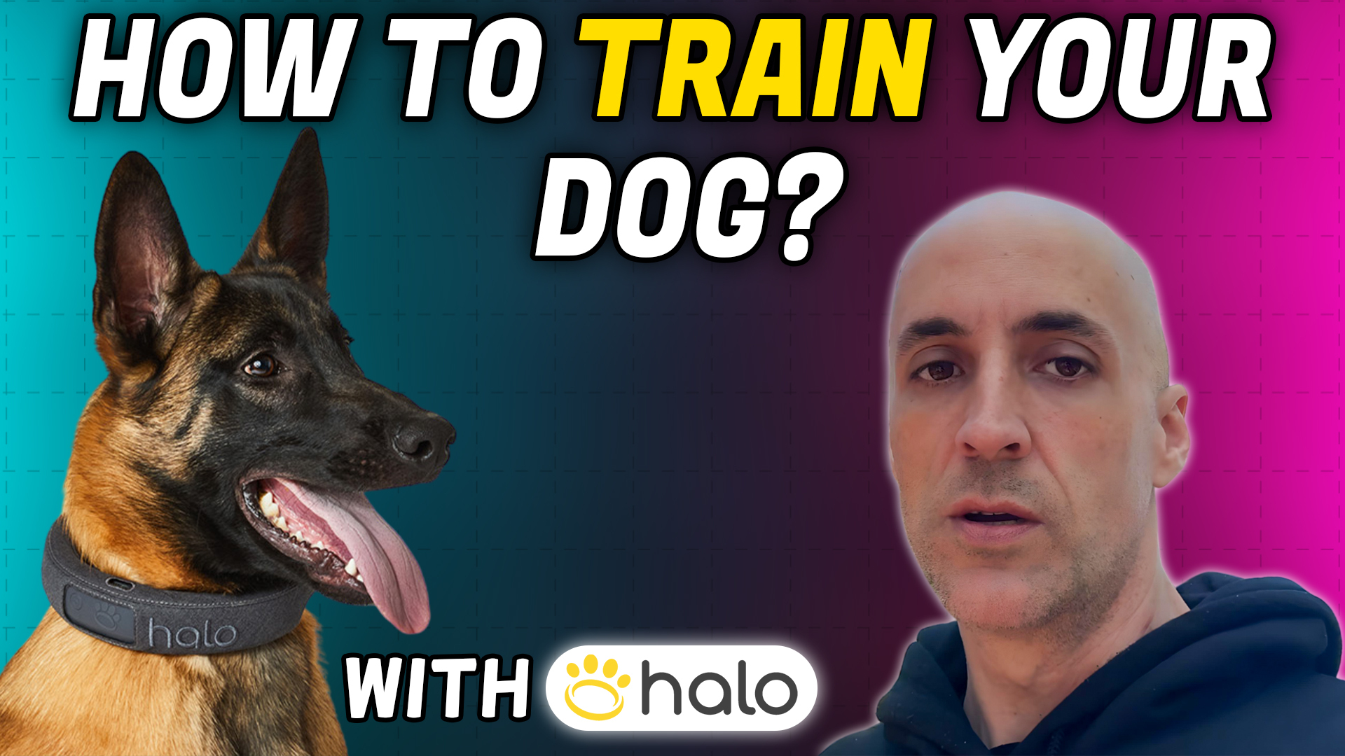 How to train your dog with halo