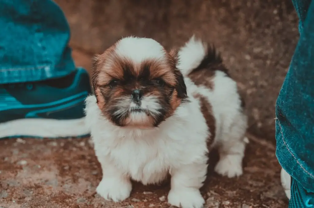 Shih-Tzu-Rassen
