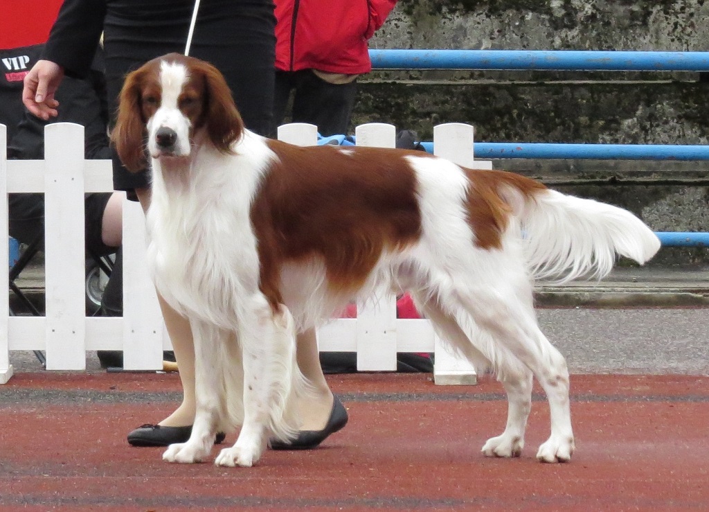 Irischer rot-weißer Setter