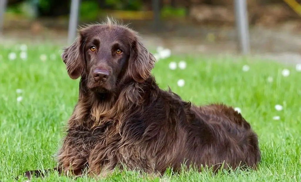 lange, dünne Hunde