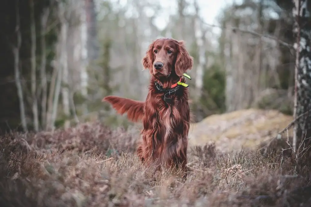 langer Hund mit Schlappohren
