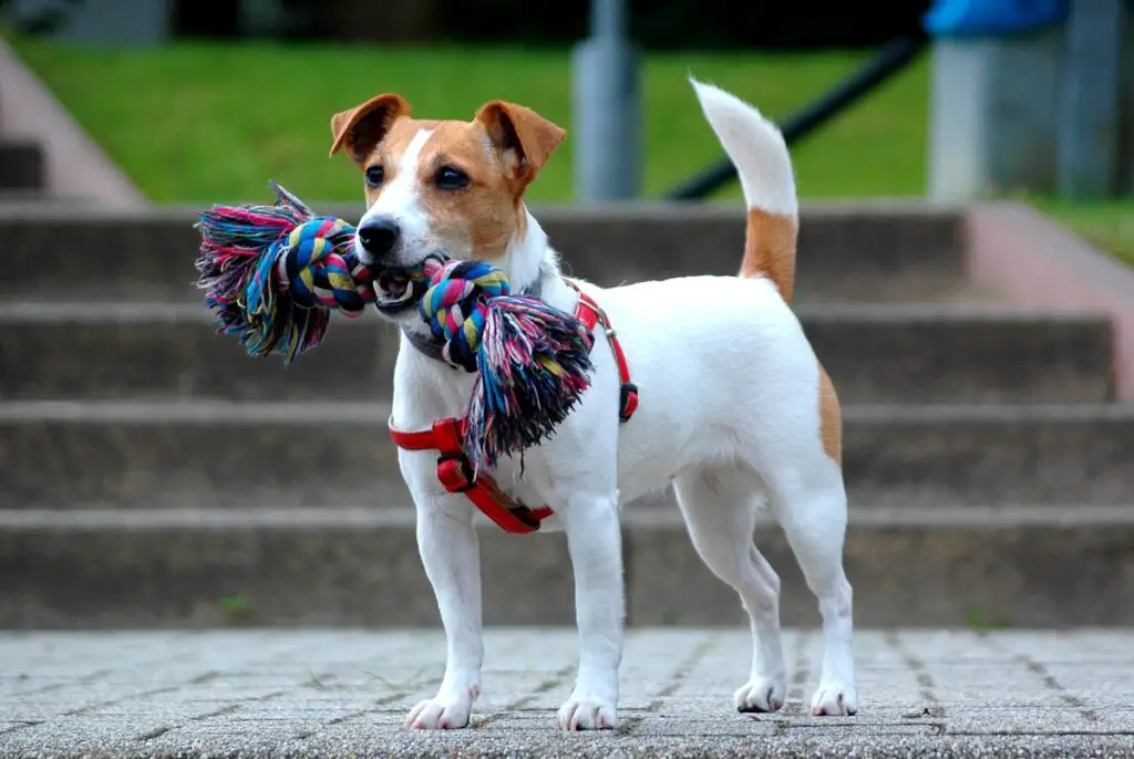 Hunde für Frauen
