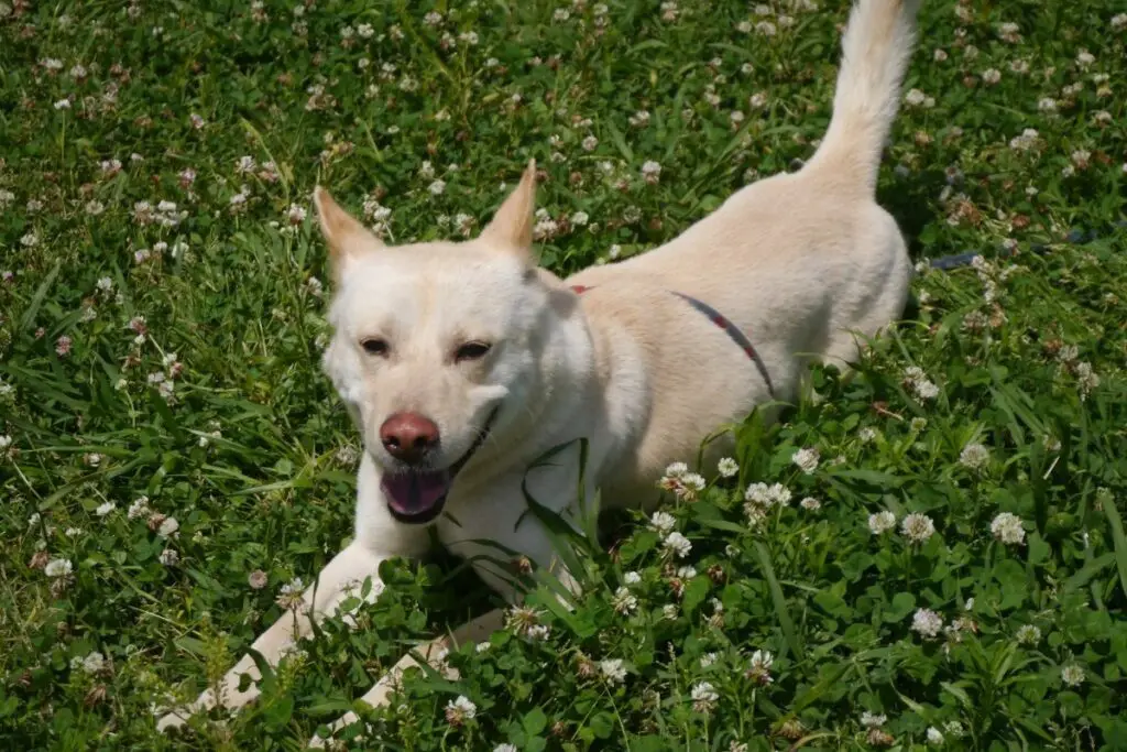 Hunde, die wie ein Fuchs aussehen
