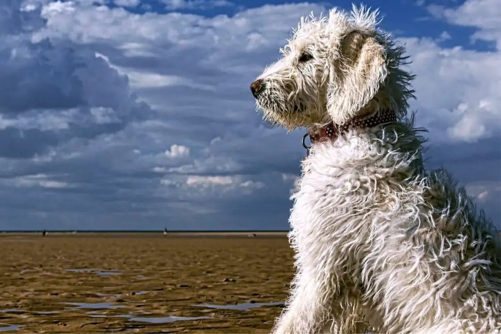 Labradoodle-Doodle-Hund