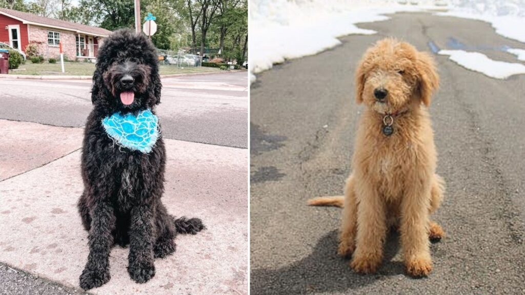 goldenes Labradoodle