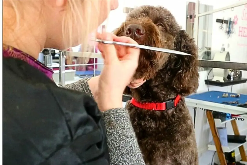 Goldendoodle Lab-Mix