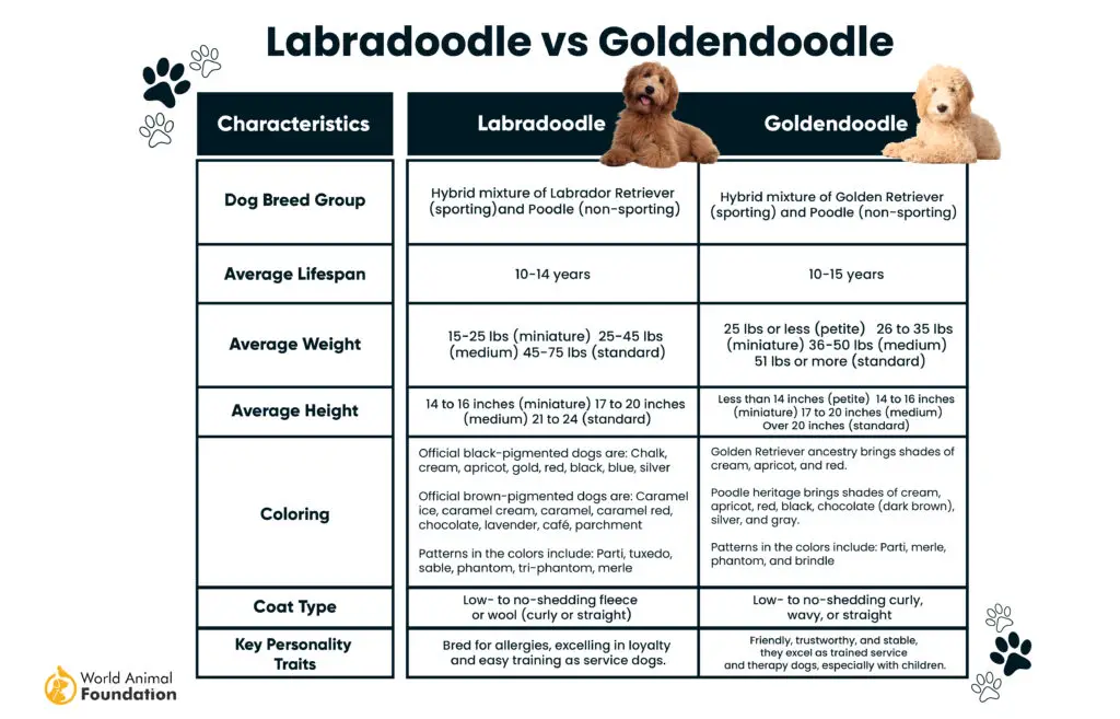 Labradoodle vs. Goldendoodle-01