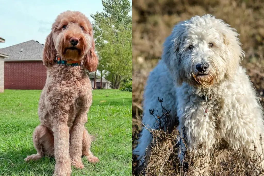 Goldendoodle vs. Labradoodle