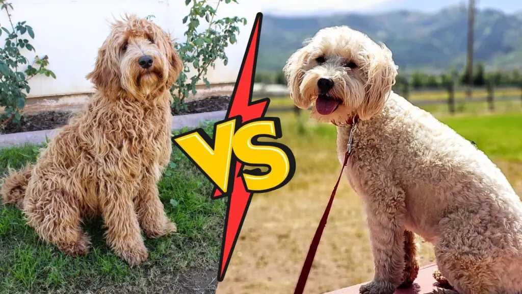 Labradoodle vs. Goldendoodle 1