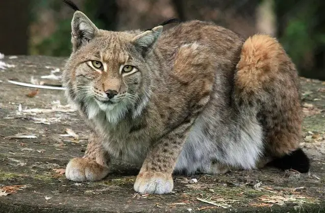 Luchs-Katzennamen