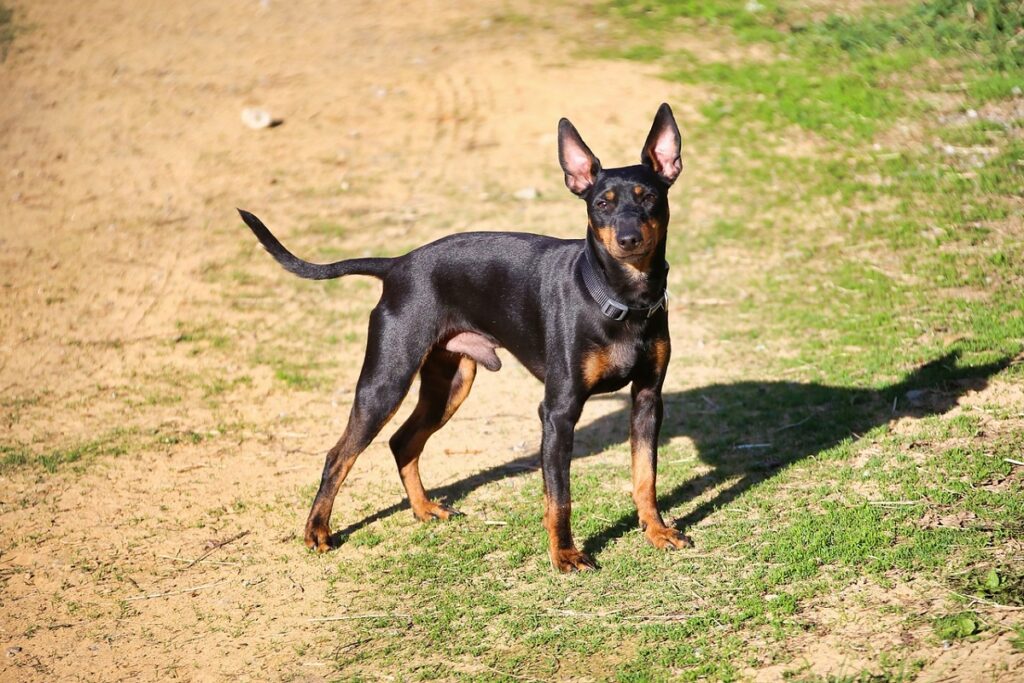 Kleine Hunde sind leicht zu pflegen
