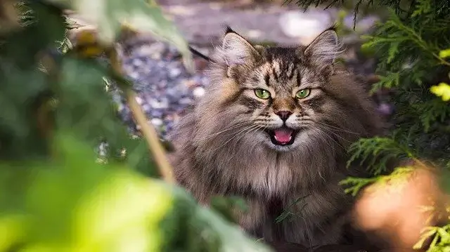 Männliche Katzennamen