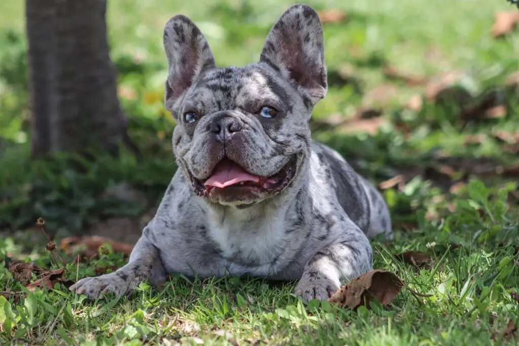 Merle Französische Bulldogge