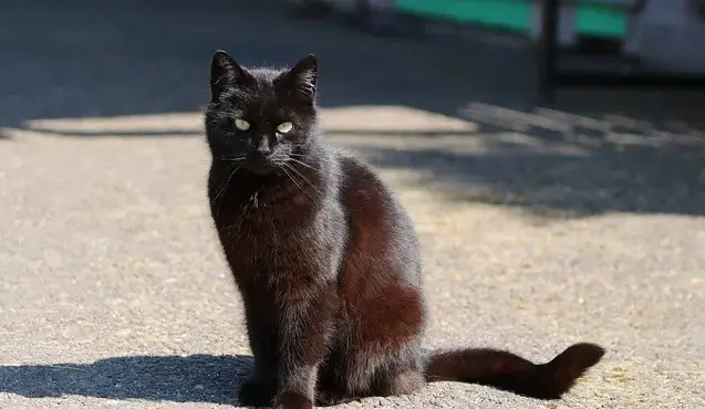 Katzennamen aus dem Nahen Osten