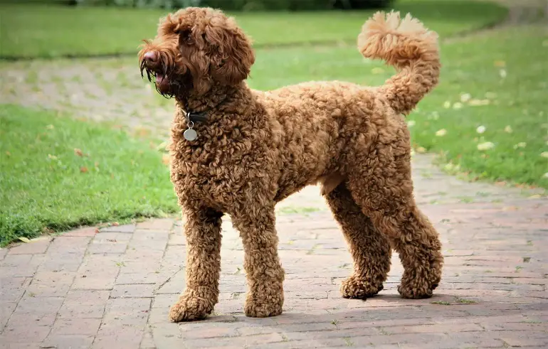 Wie groß ist ein Mini-Labradoodle?
