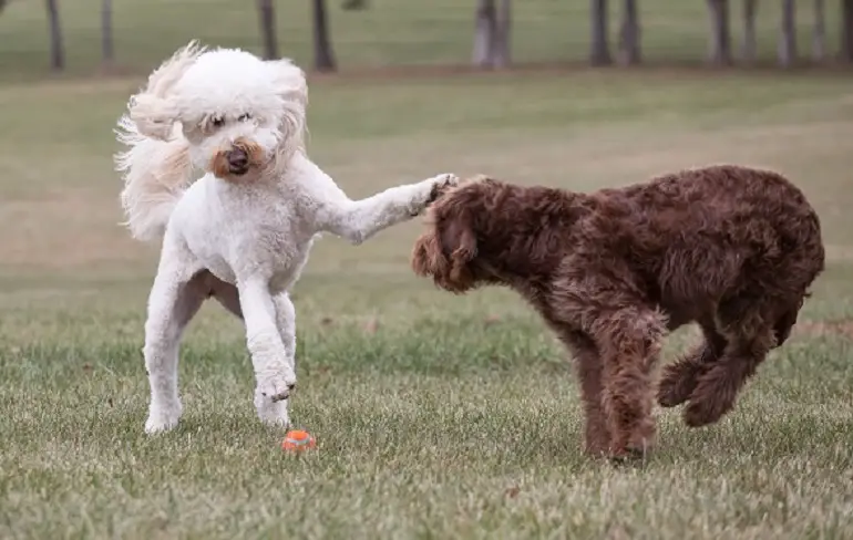 Mini-Labradoodle-Temperament
