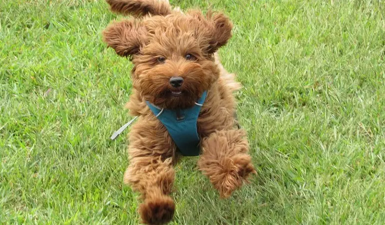 Bilder von Labradoodles
