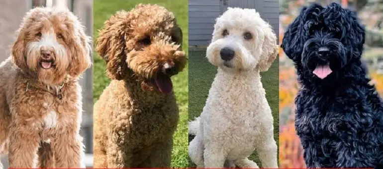 sind hypoallergene Miniatur-Labradoodles
