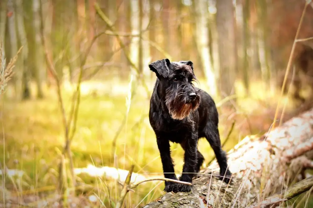 Der beste Hund, um die Familie zu beschützen
