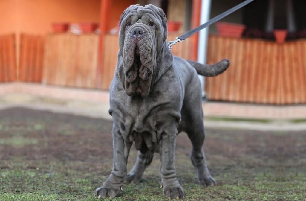 Neapolitanischer Mastiff 