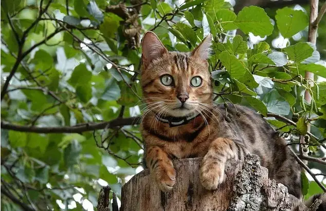 Nordische Katzennamen