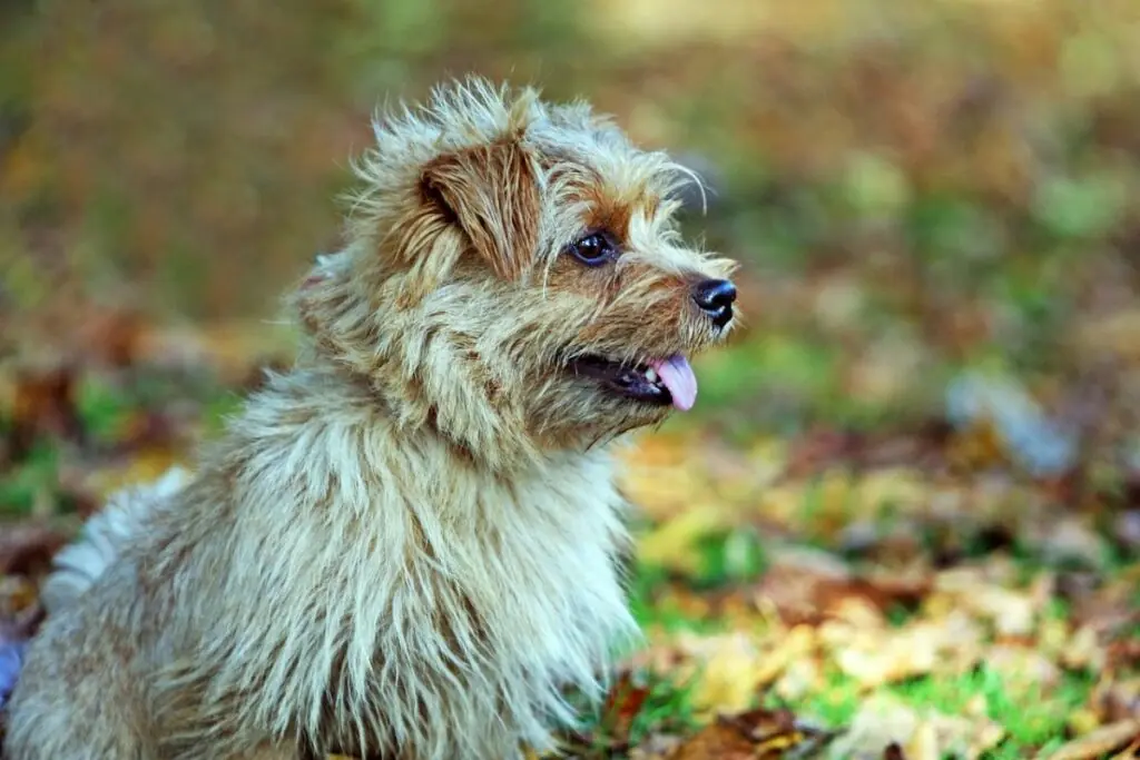 gesündeste Terrierrassen
