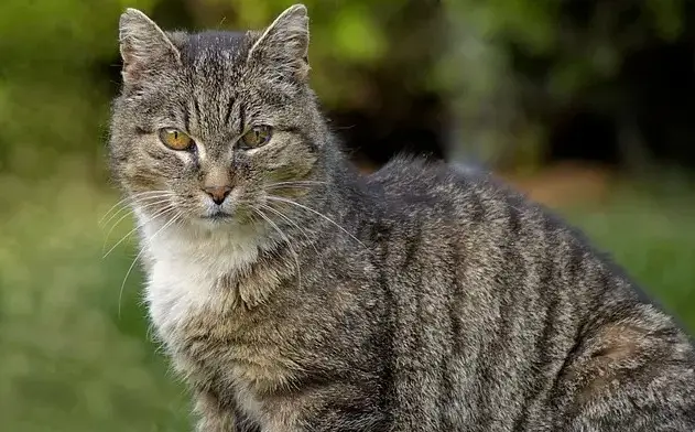 Altmodische Katzennamen