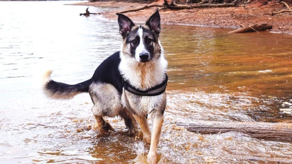 Panda-Schäferhund