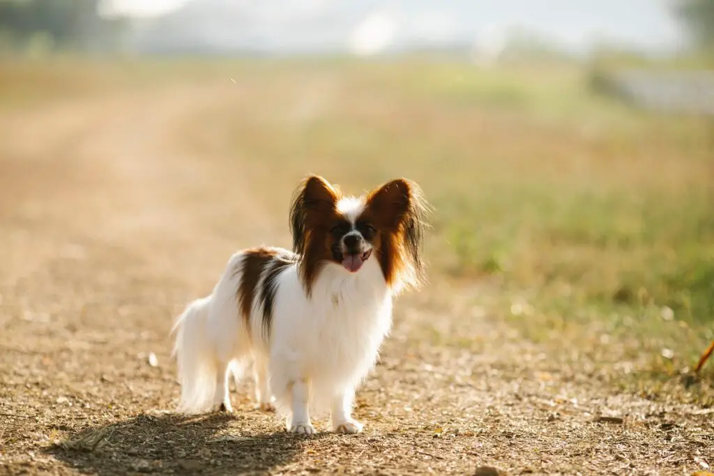 Hund, dessen Ohren aufstehen
