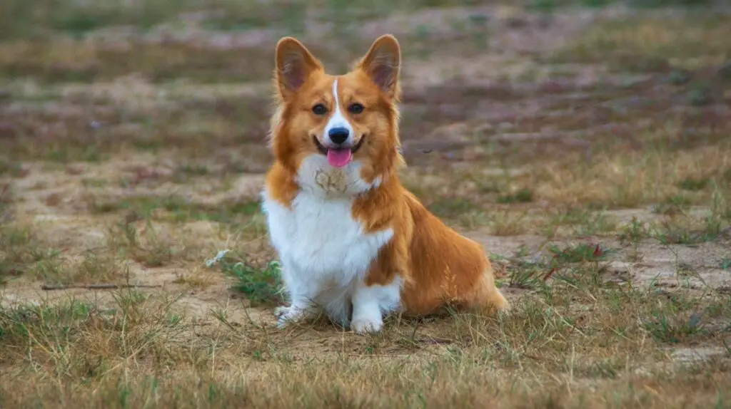 roter Hund, der wie ein Fuchs aussieht
