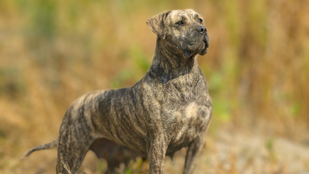 Kann Presa Canario uns vor wilden Tieren schützen?