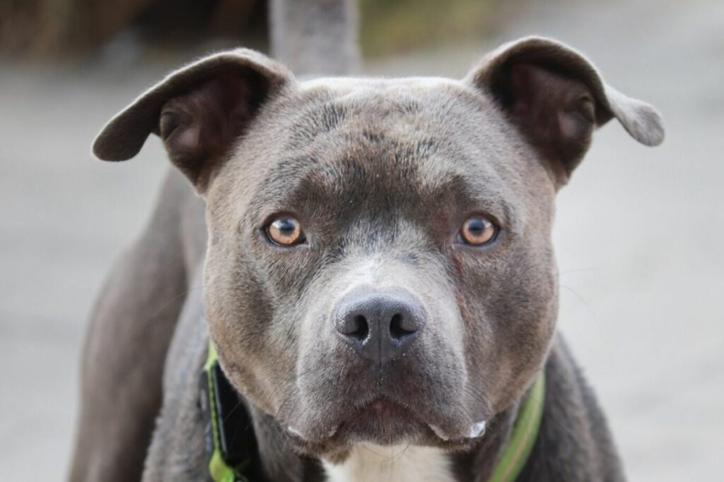 Bulldogge Pittbull