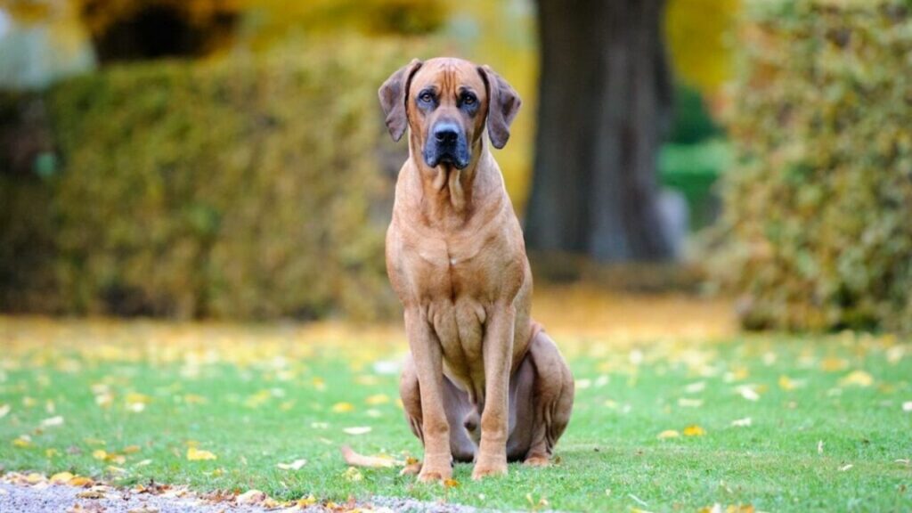 Schutzhunde für Alleinerziehende