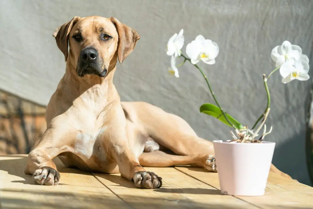 beste Wachhunde für Wohnungen
