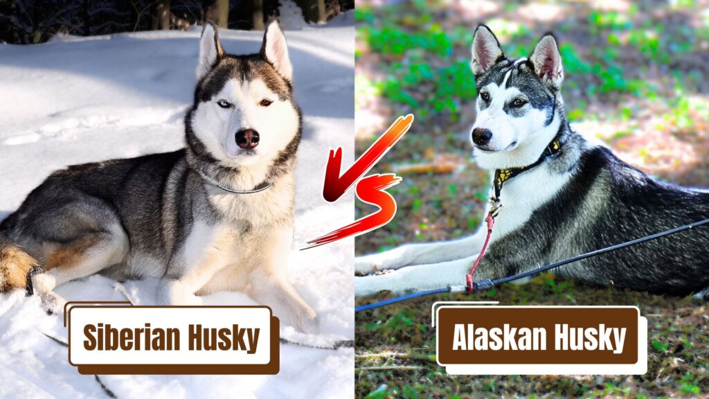 Siberian Husky vs Alaskan Husky 1