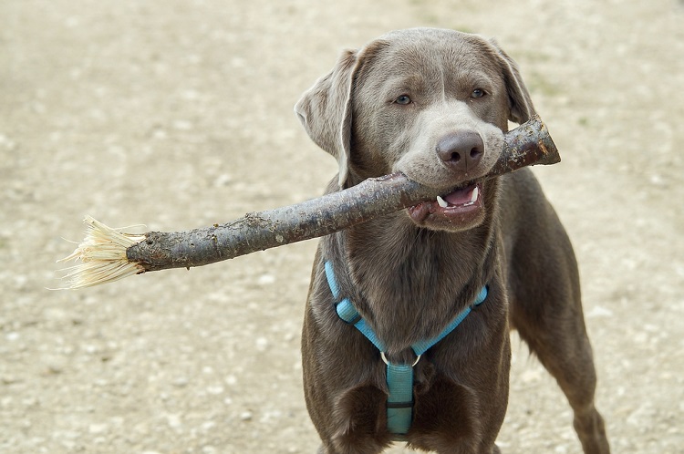 grauer Labrador