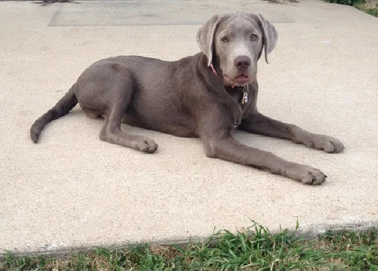 Silver Retriever Hund