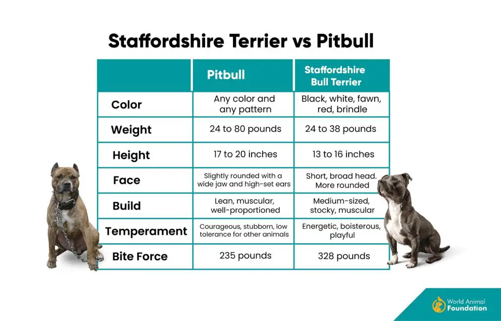 Staffordshire Terrier gegen Pitbull