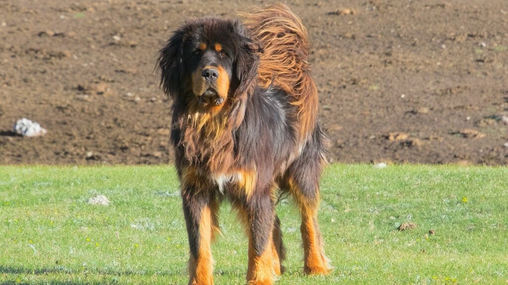 Hunde zum Schutz vor Wildtieren