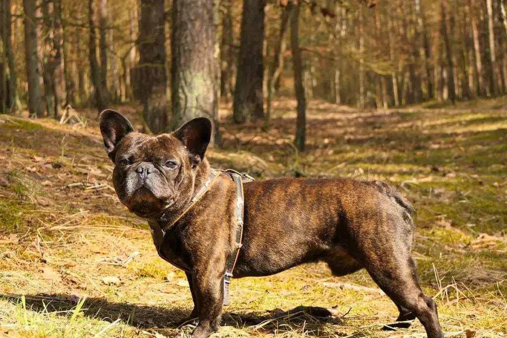 Tiger gestromte französische Bulldogge