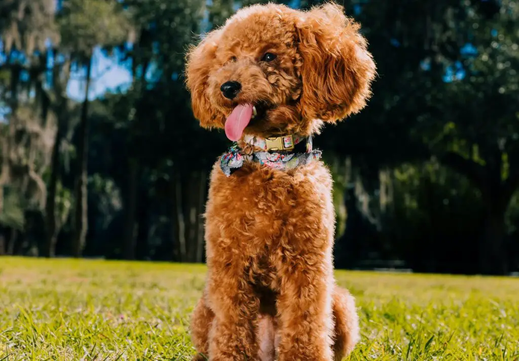 Terrier brütet klein
