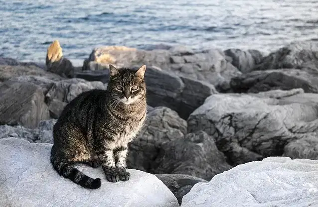 Tropische Katzennamen